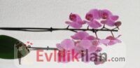 Ciddi bir evlilik isteyen birini ariyorum