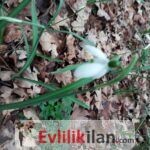 Belki seninle burda karşılaşırız