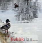 Almanya’dan biriyle evlenip orda yasamak istiyorum