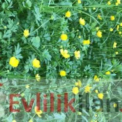 Evlenmek isteyen beyler