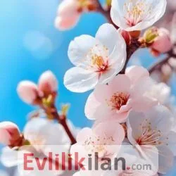 Ömür boyu birlikte